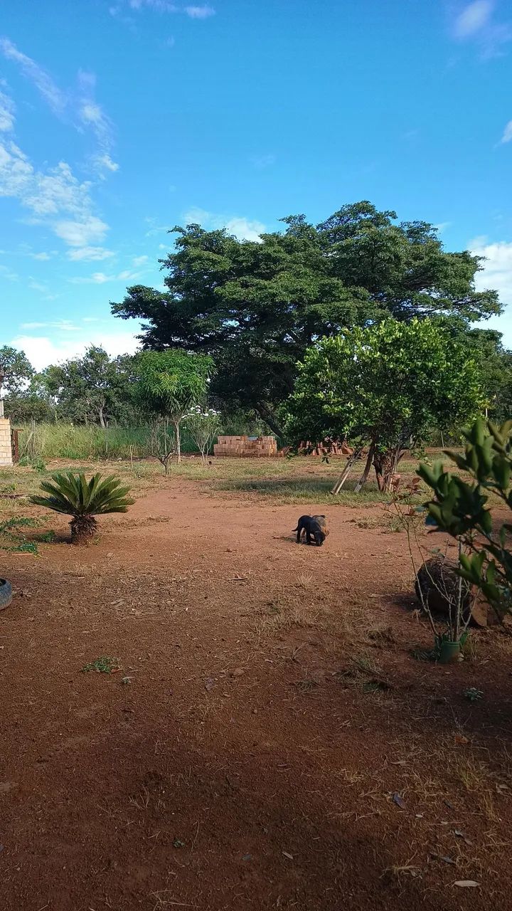 Vendo Chácara ou troco  - Foto 3