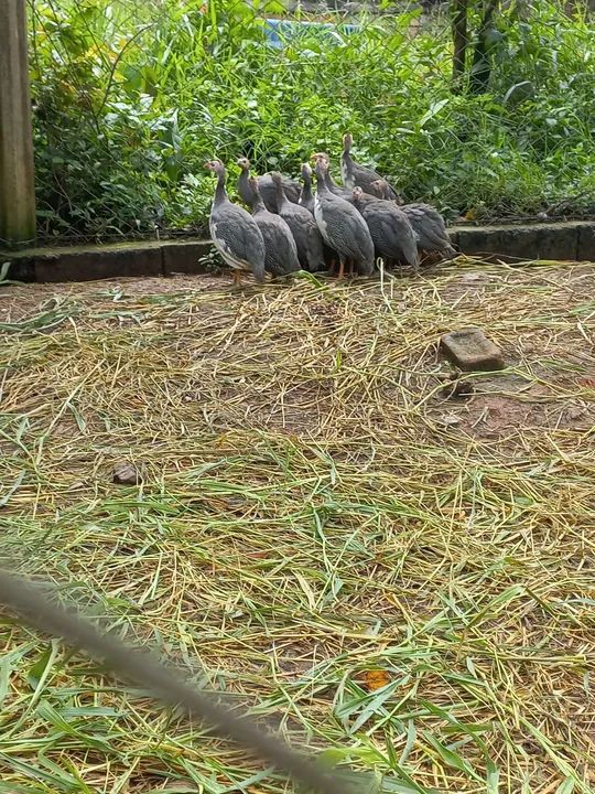 Galinhas dangola à venda  - Foto 2