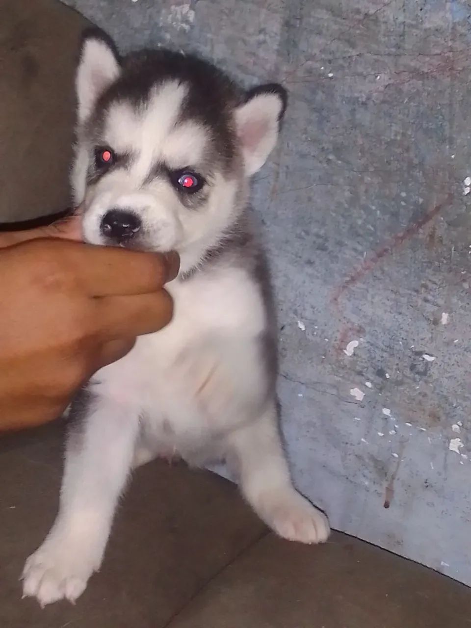 Filhote Husky Siberiano - Foto 5