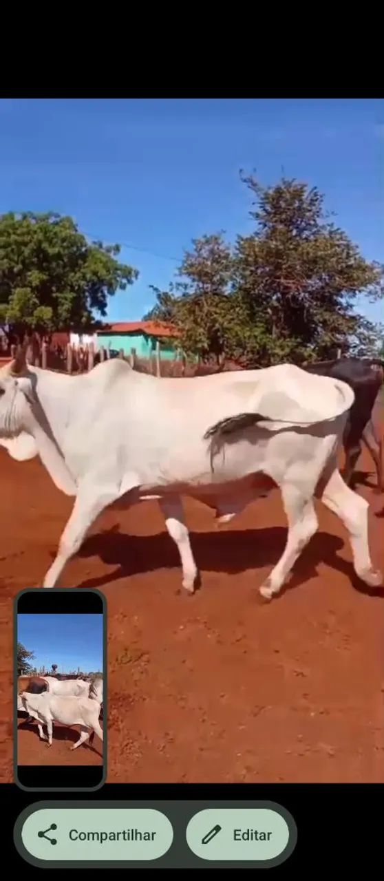 OPORTUNIDADE 63 GARROTES  - Foto 5