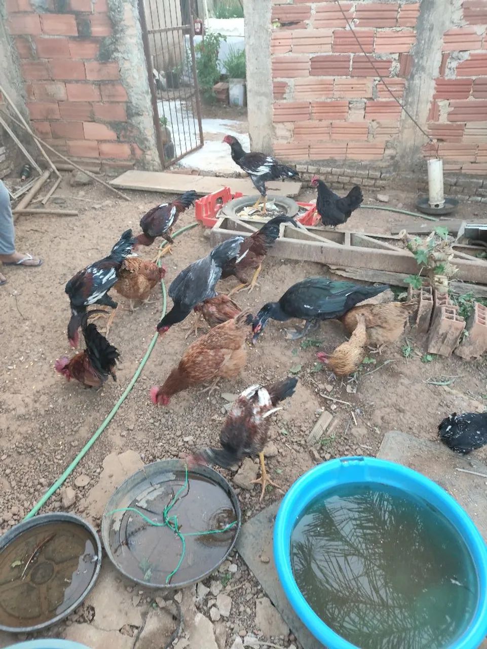 Galinhas, Frangos e Galos