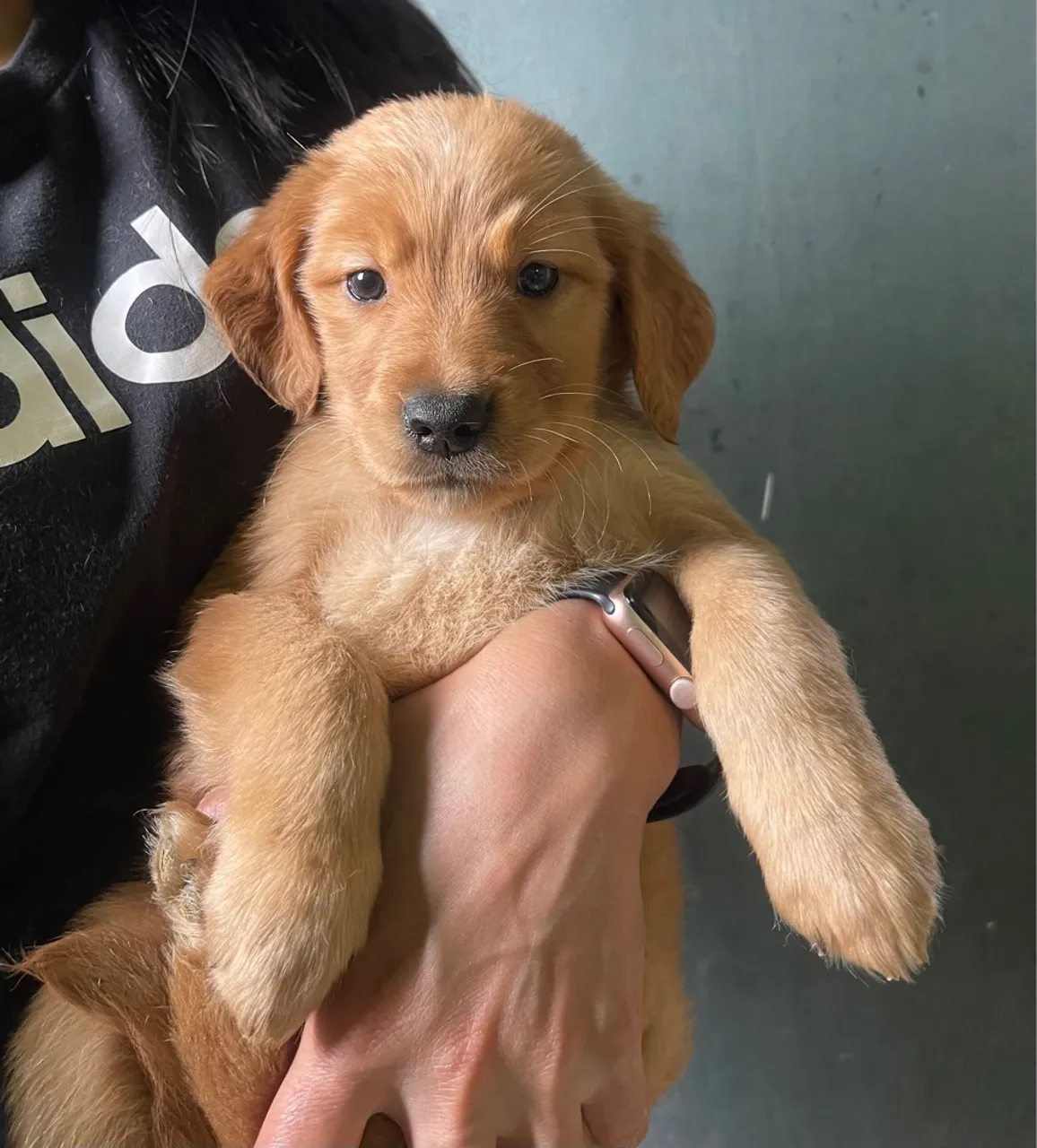 Seu Filhote de Golden Retriever disponível!
