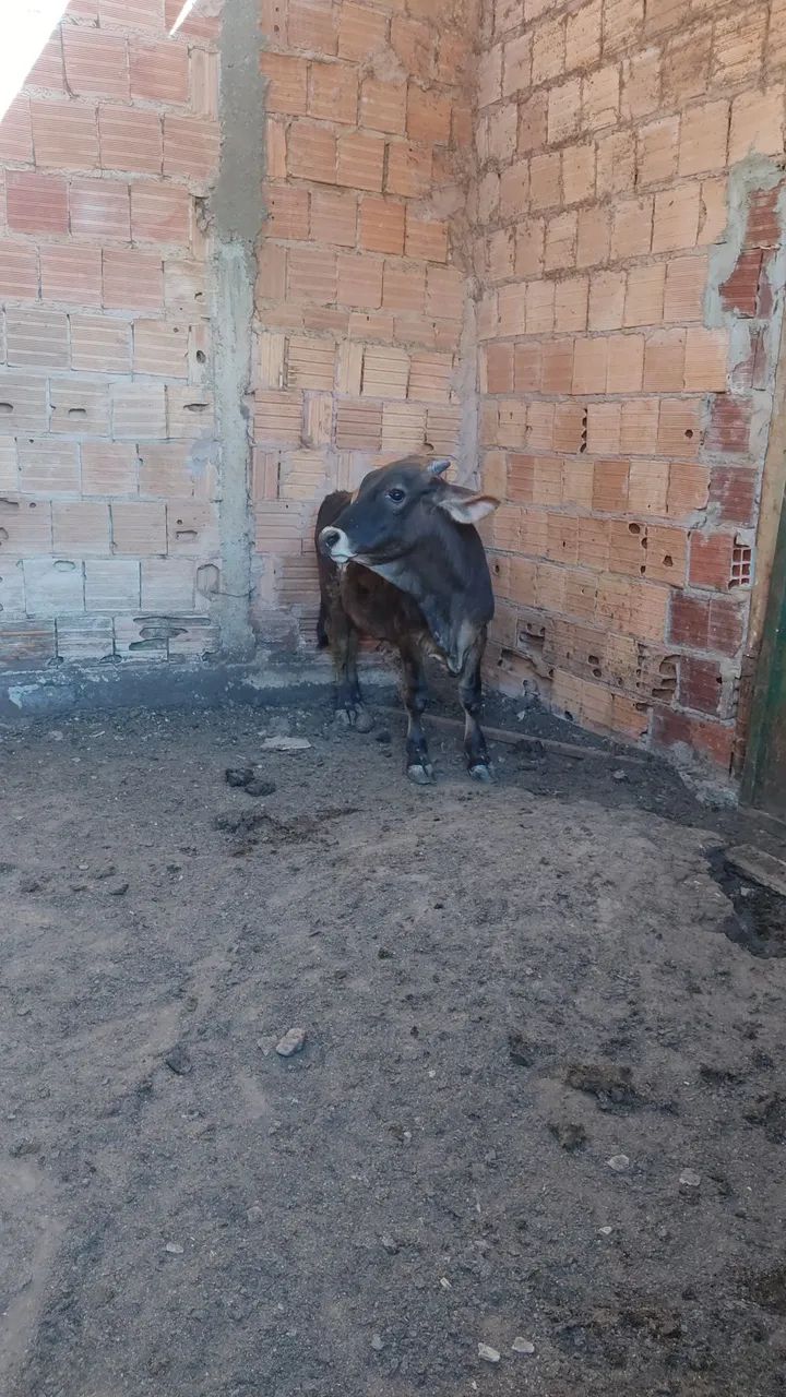 Bezerro para venda - Foto 2