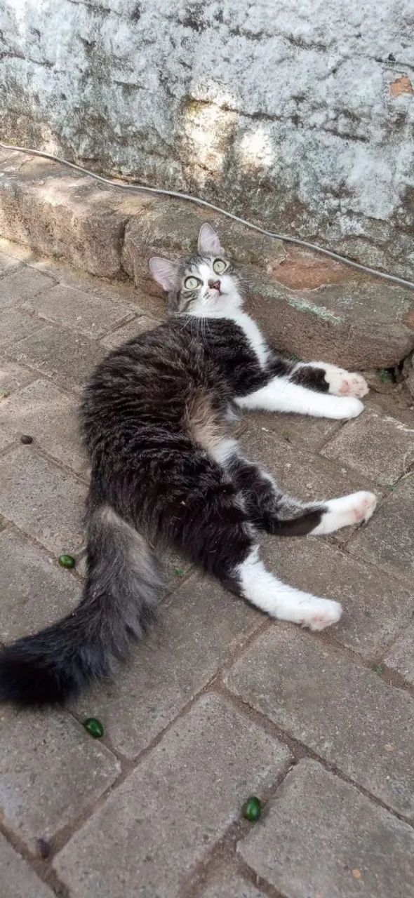 Gatinha Fêmea  - Foto 2