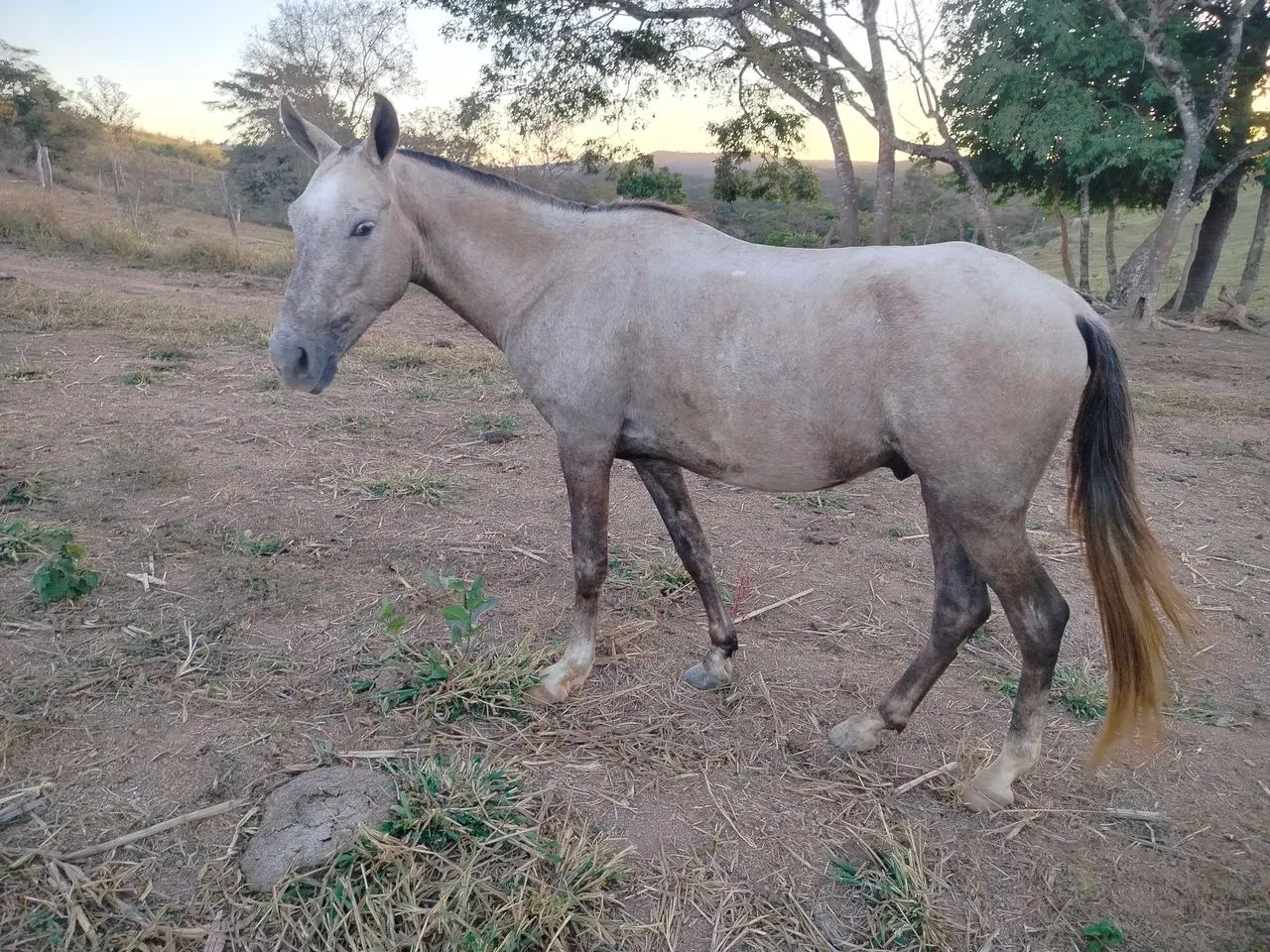 Cavalo Mangalarga Marchador - Foto 4