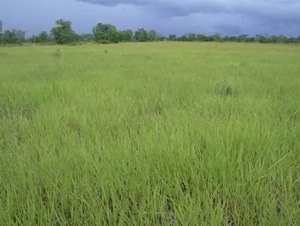 Fazenda 34.440 Alqueires, Rica em Água com 40 Represas, 40 Lagos e Rio Cortando a Propried - Foto 5