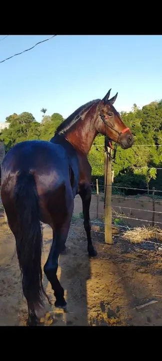 Cavalo Mangalarga Marchador - Foto 5