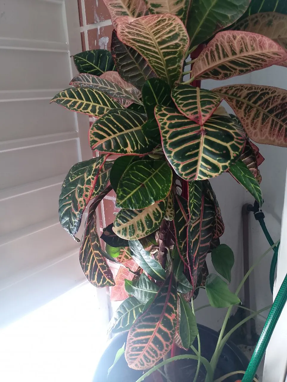Plantas