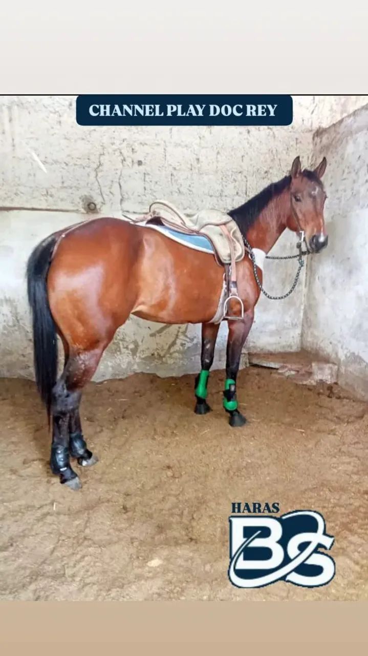 POTRA QM PURA PRA VENDER OU TROCAR - Foto 2