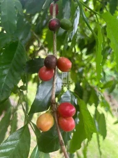 Chácara à venda, 31972 m² por R$ 980.000,00 - Piratininga - Niterói/RJ - Foto 5