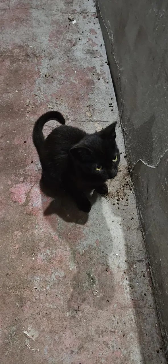 Gatinho preto
