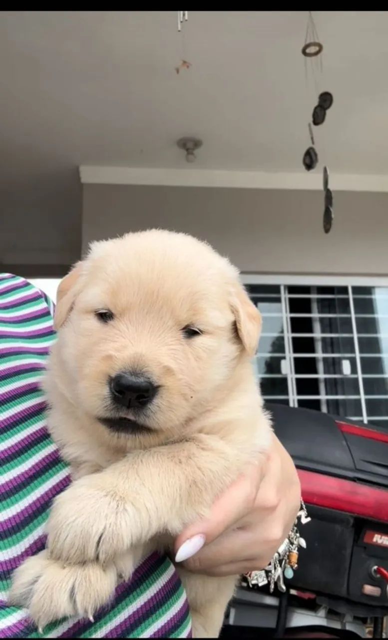 Filhotes Golden Retriever - Foto 5