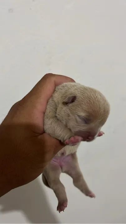 Filhotes American Bully Micro - Foto 2