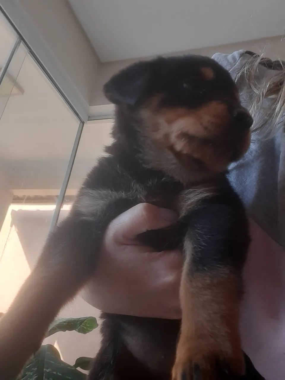Rottweiller  - Foto 2