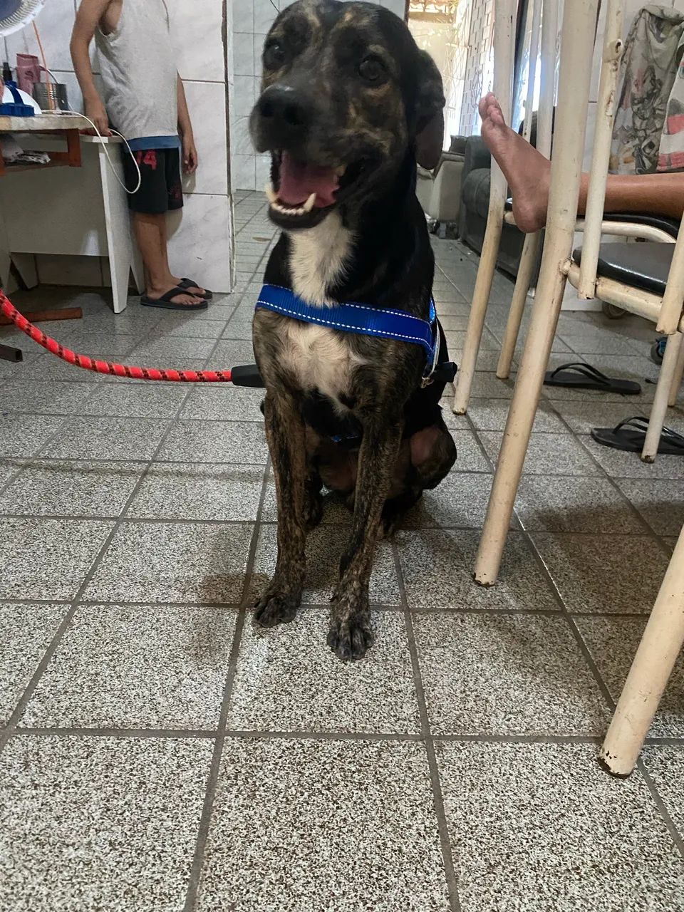 Doação de cachorro  - Foto 5