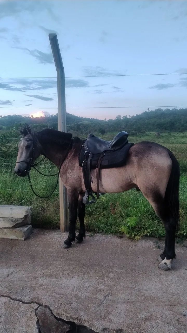 Cavalo macho capado em treinamento, manso e aceita ser montado, 4anos ou menos - Foto 3