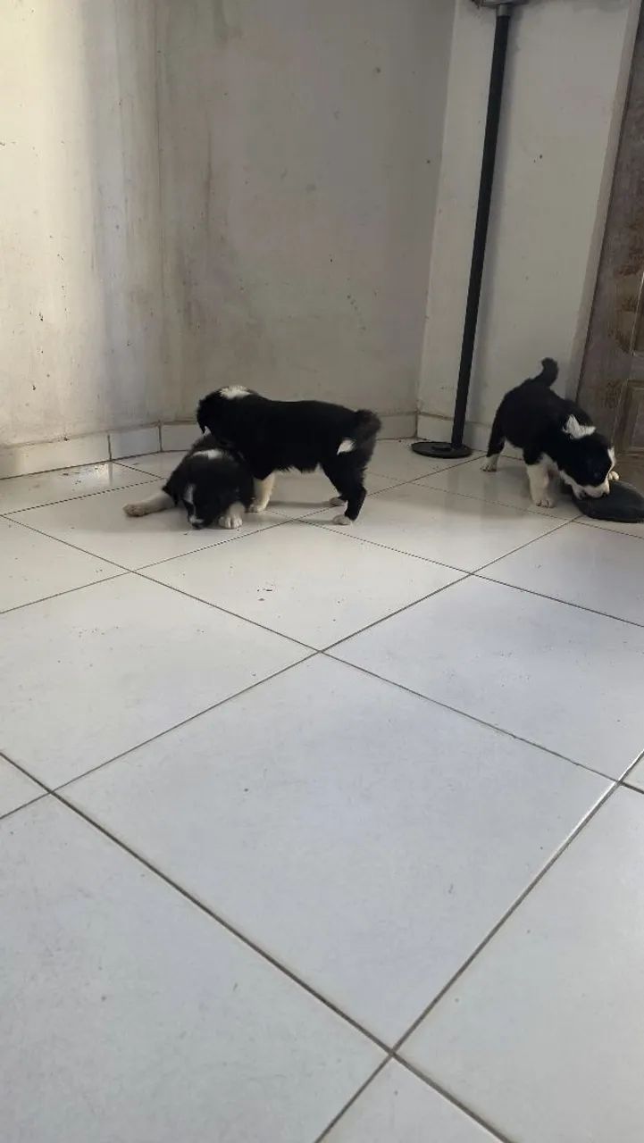 Border collie  - Foto 5