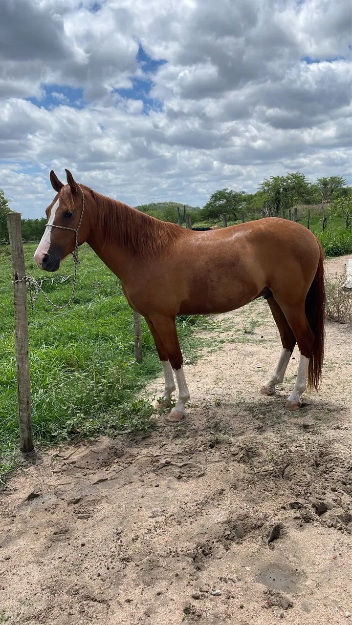 Cavalo Mangalarga Marchador