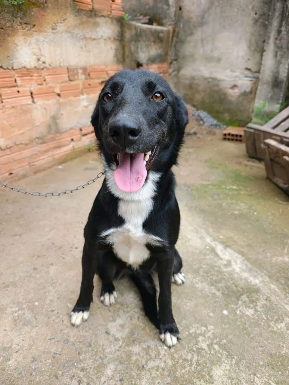 Estou doando este cachorro  - Foto 2