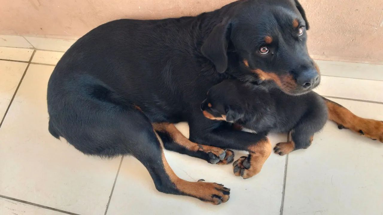 Rottweiler  - Foto 5