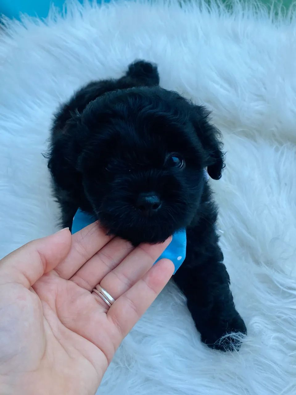 Filhote macho de lhasa apso 
