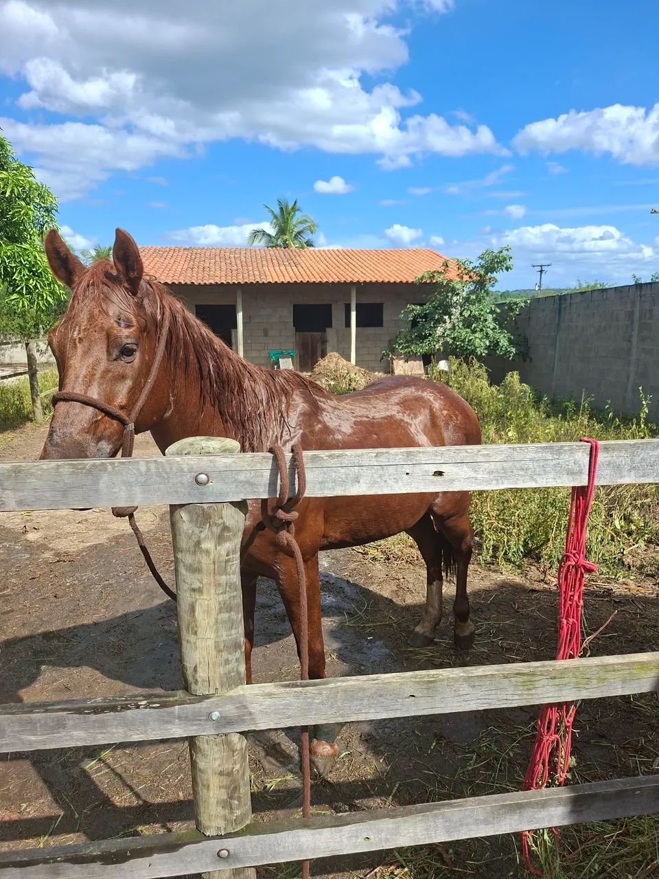 Cavalo de direita  - Foto 2