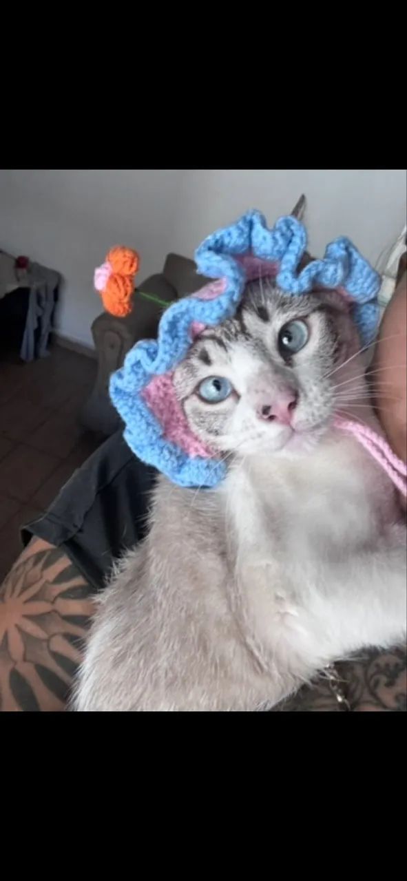gatinha gravida - Foto 2