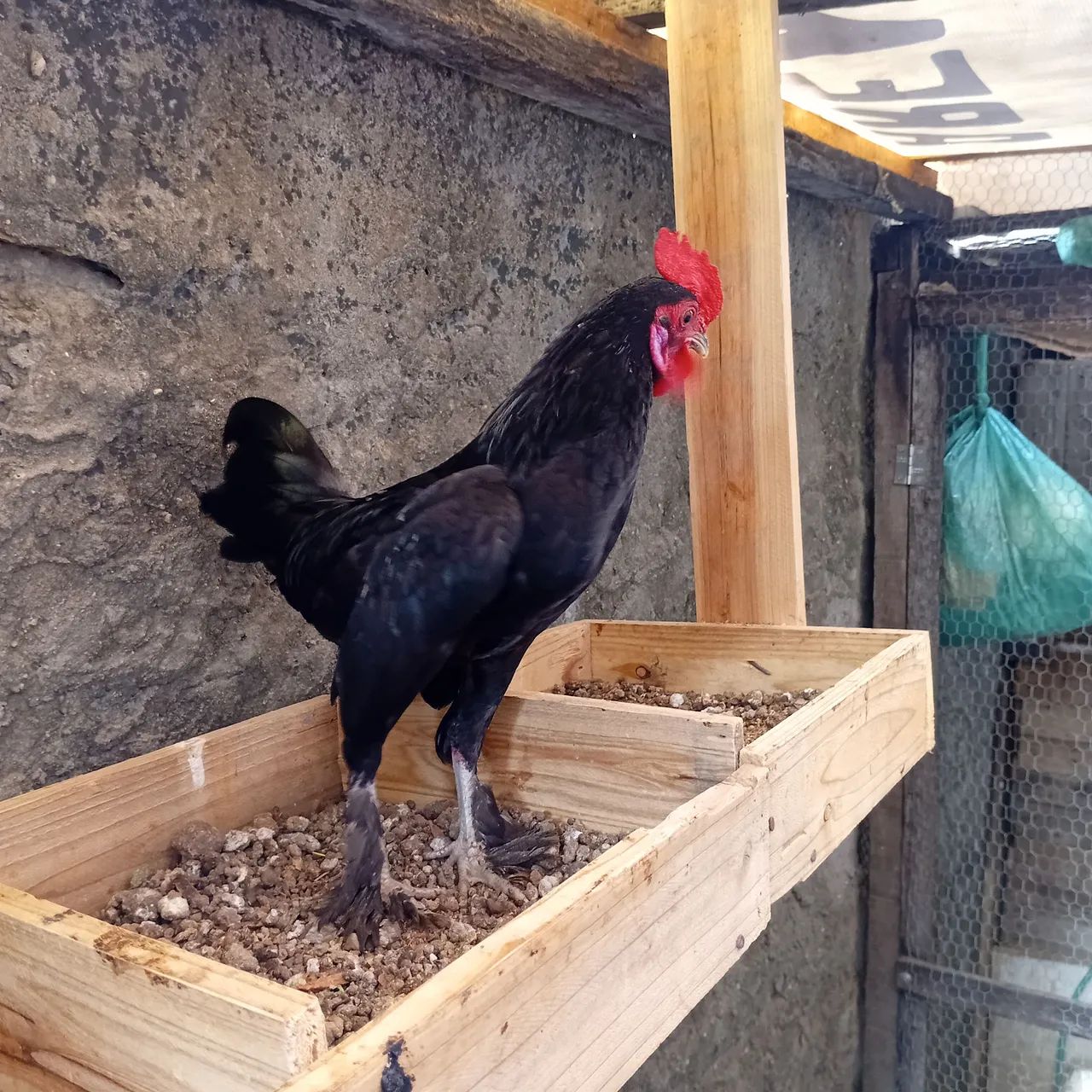 Galinha garnise  - Foto 2