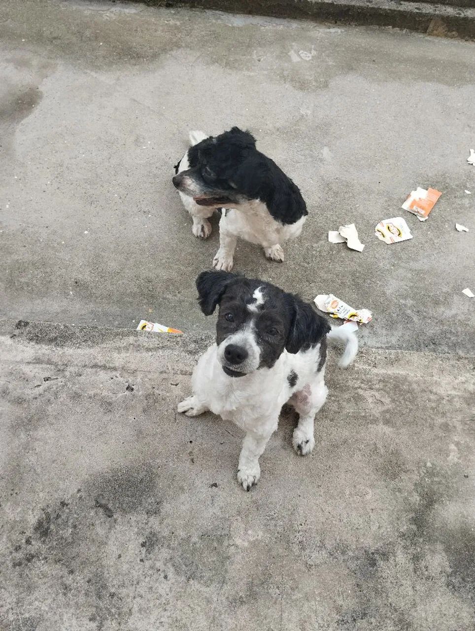 Shih Tzu - Foto 3