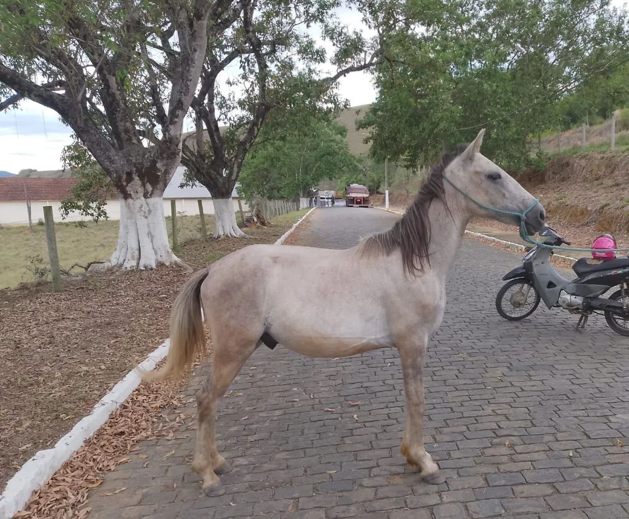 Cavalo de marcha picada - Animais para agropecuária - Comendador Levy  Gasparian 1472136632 | OLX