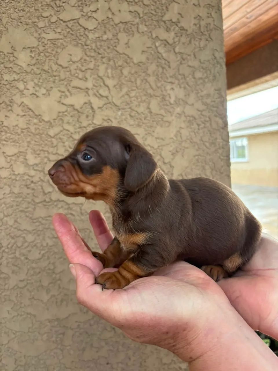 Dachshund 