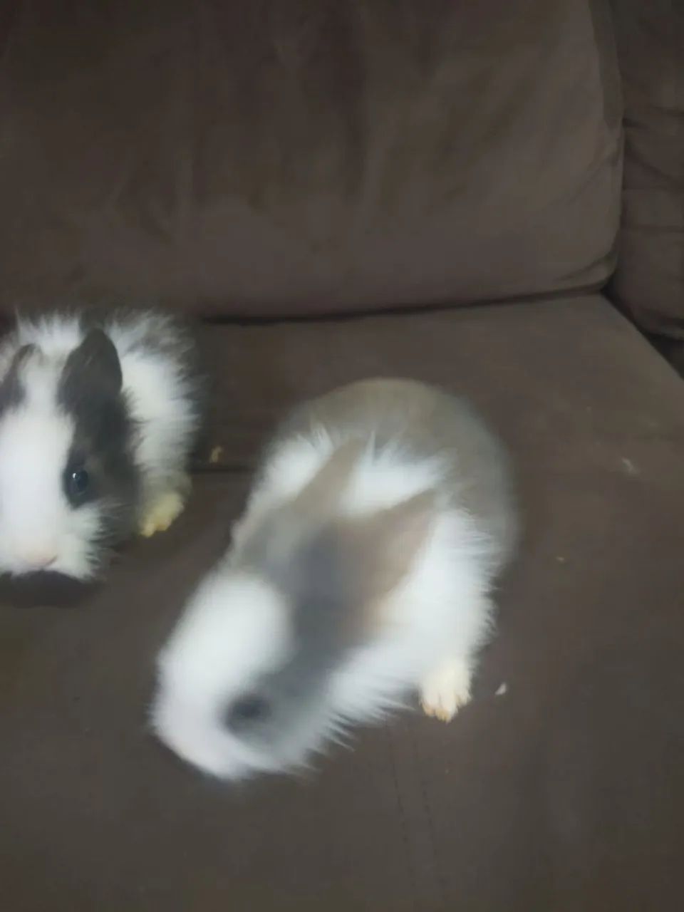 Vendo filhotes de mini lions últimos 4 