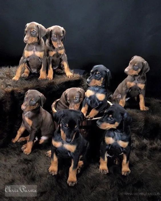 Doberman Filhotes