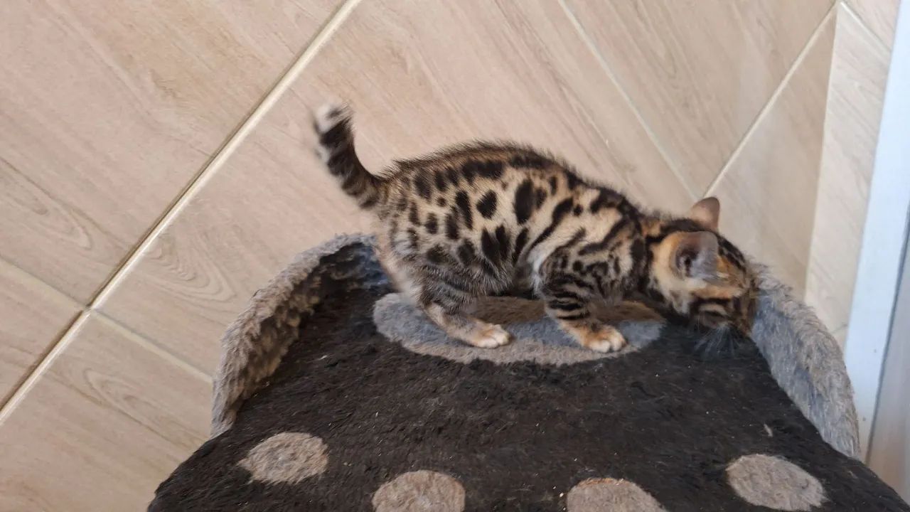 Bengal Cat   - Foto 4