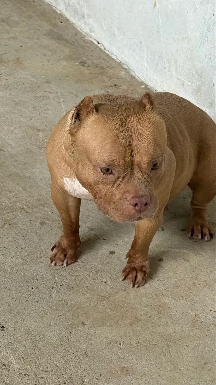 American Bully Micro - Foto 4