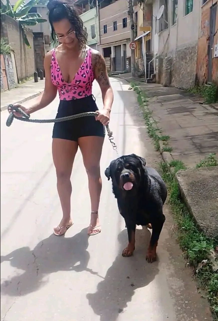 Doação de cachorro rotwaller  - Foto 5