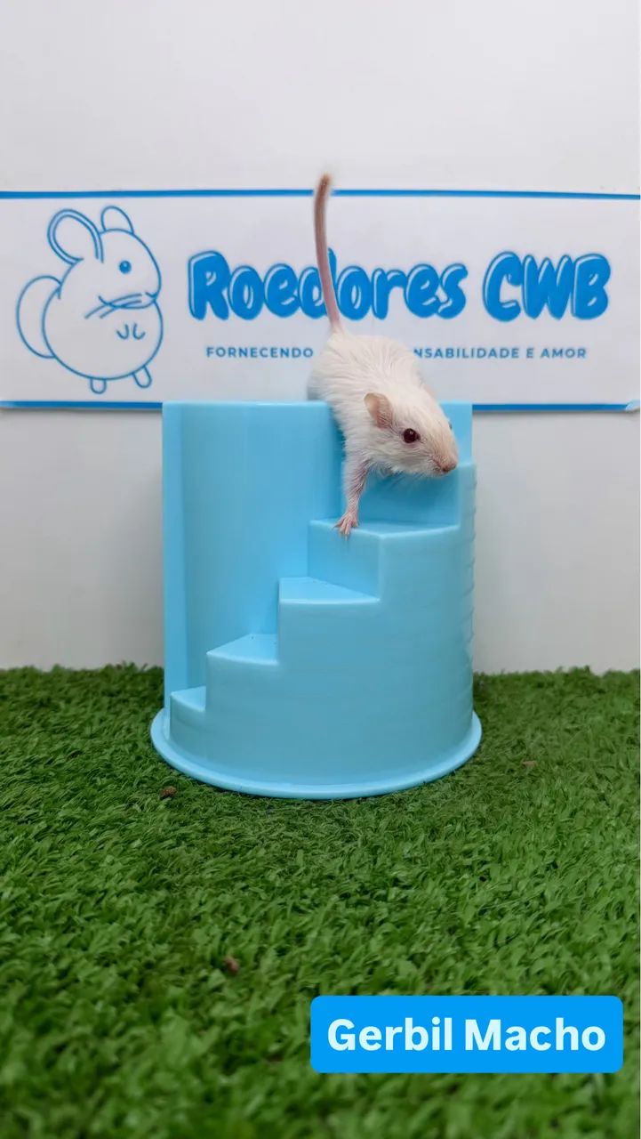 Gerbil/Esquilo da Mongólia (Roedores CWB)  - Foto 5