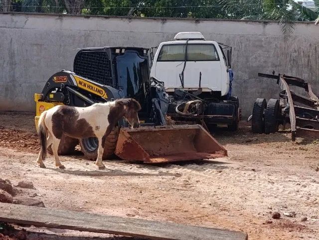 Bobcat, Demolição e Limpeza de Lote - Foto 4
