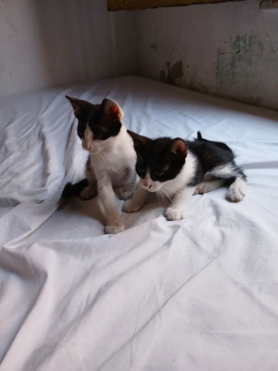 Doação  - Foto 5
