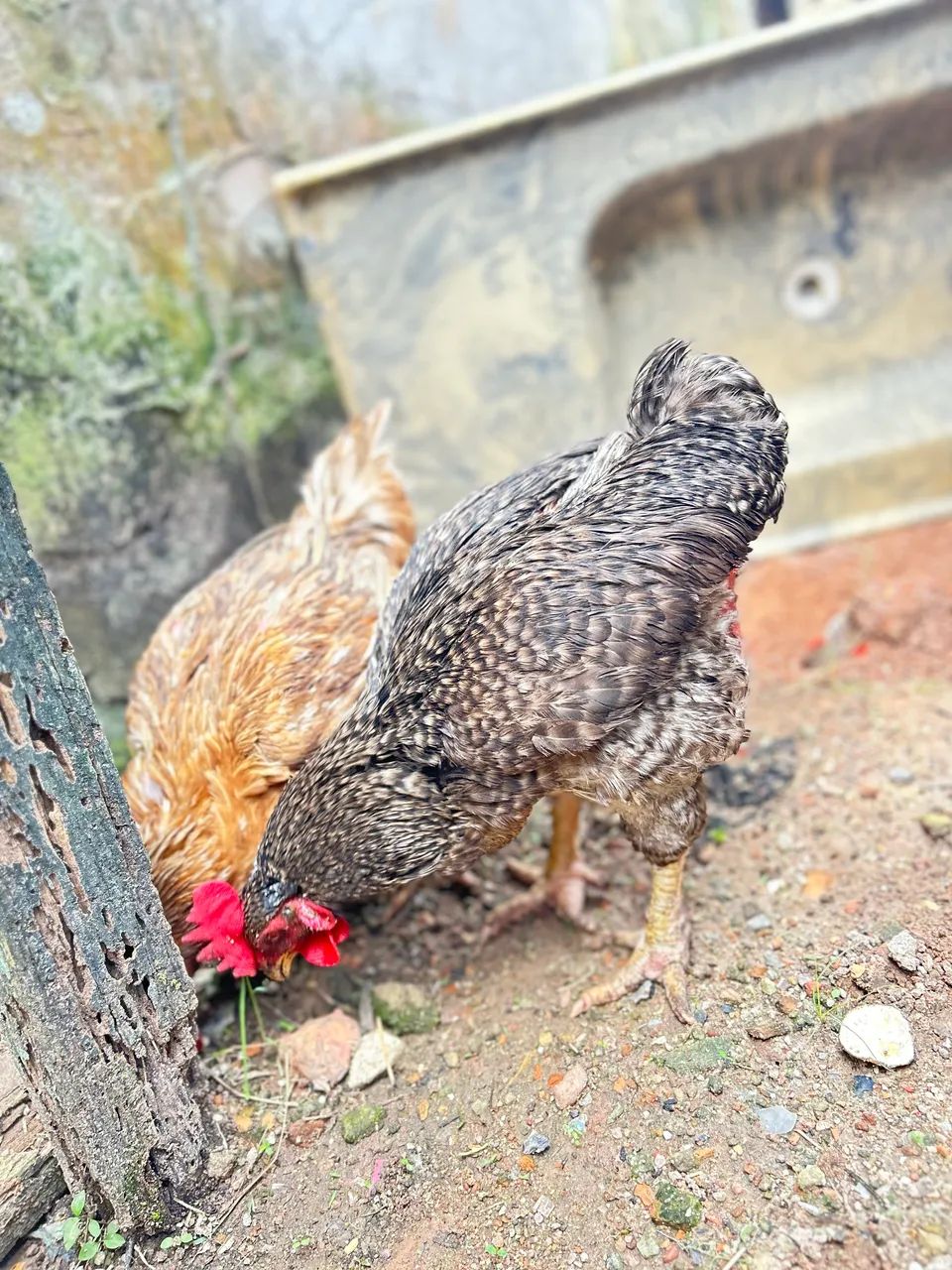 Galinha - Foto 2