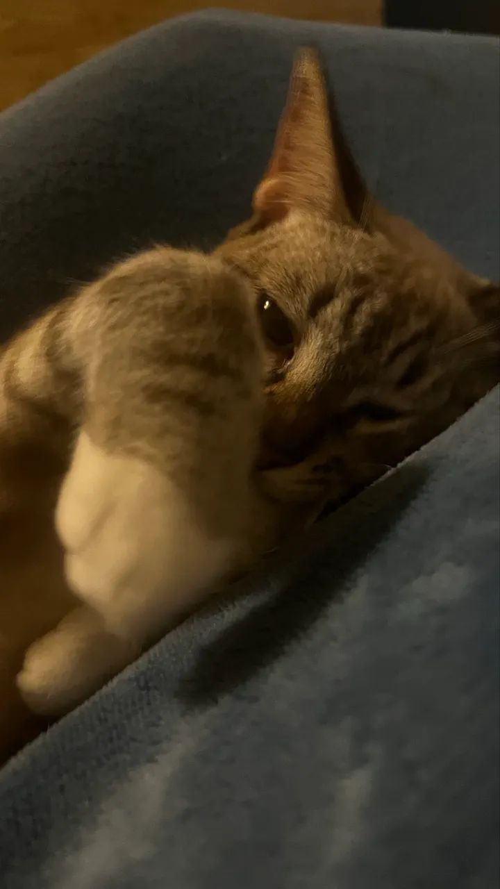 Doação de gatinhas  - Foto 3