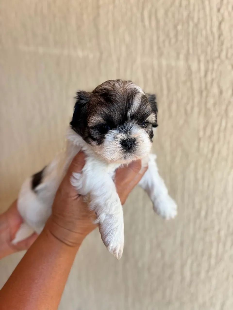 Shitzu macho 45 dias