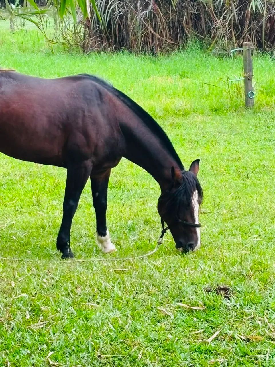 Cavalo - Foto 2