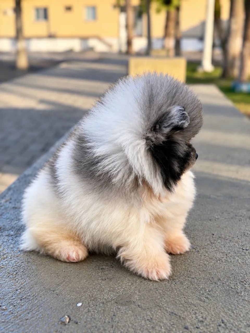 Cachorro - spitz alemão - Foto 2
