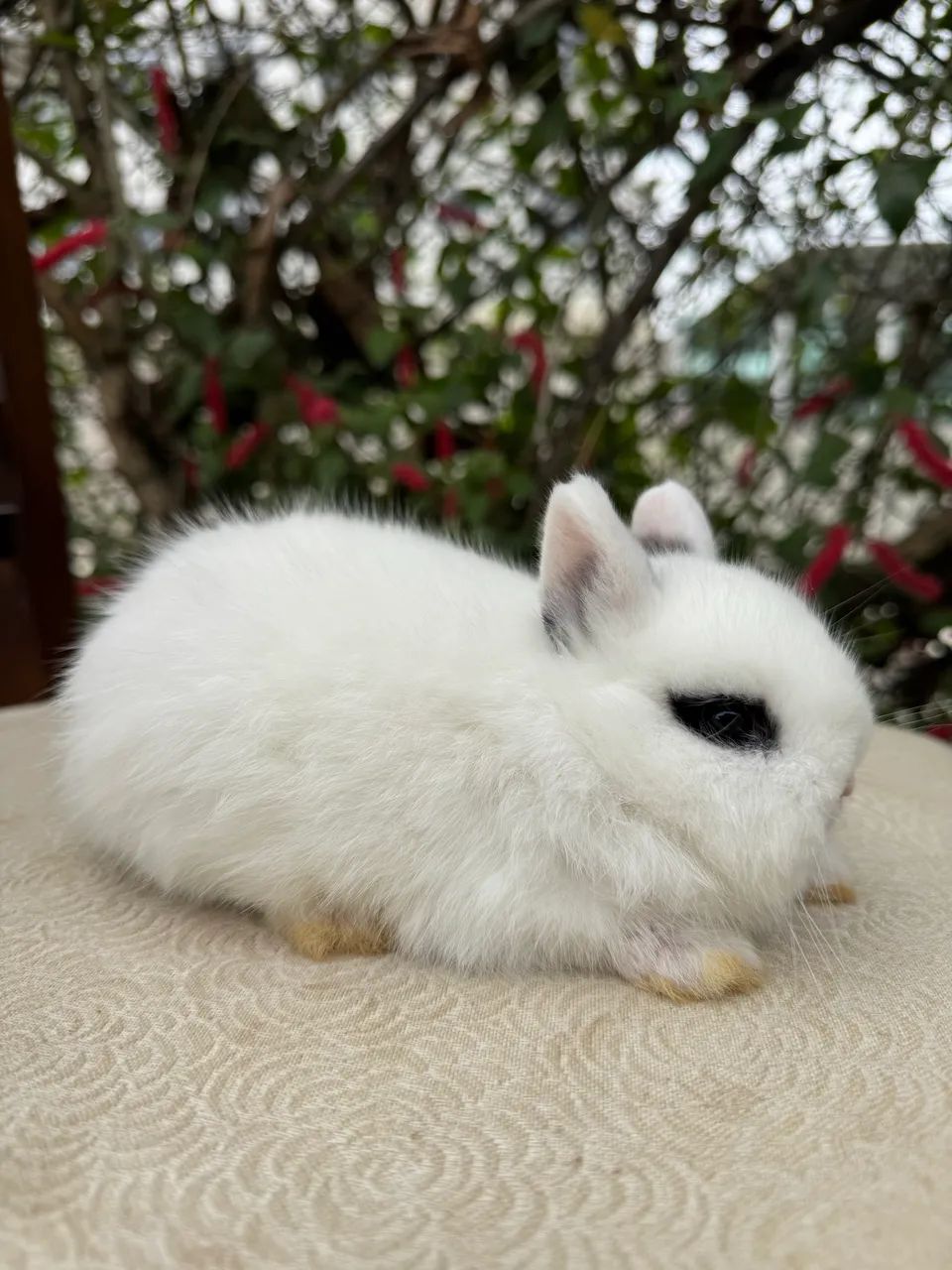 Coelhos anões 