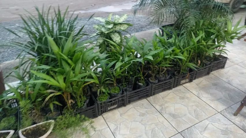 Mudas de Açaí - Foto 3