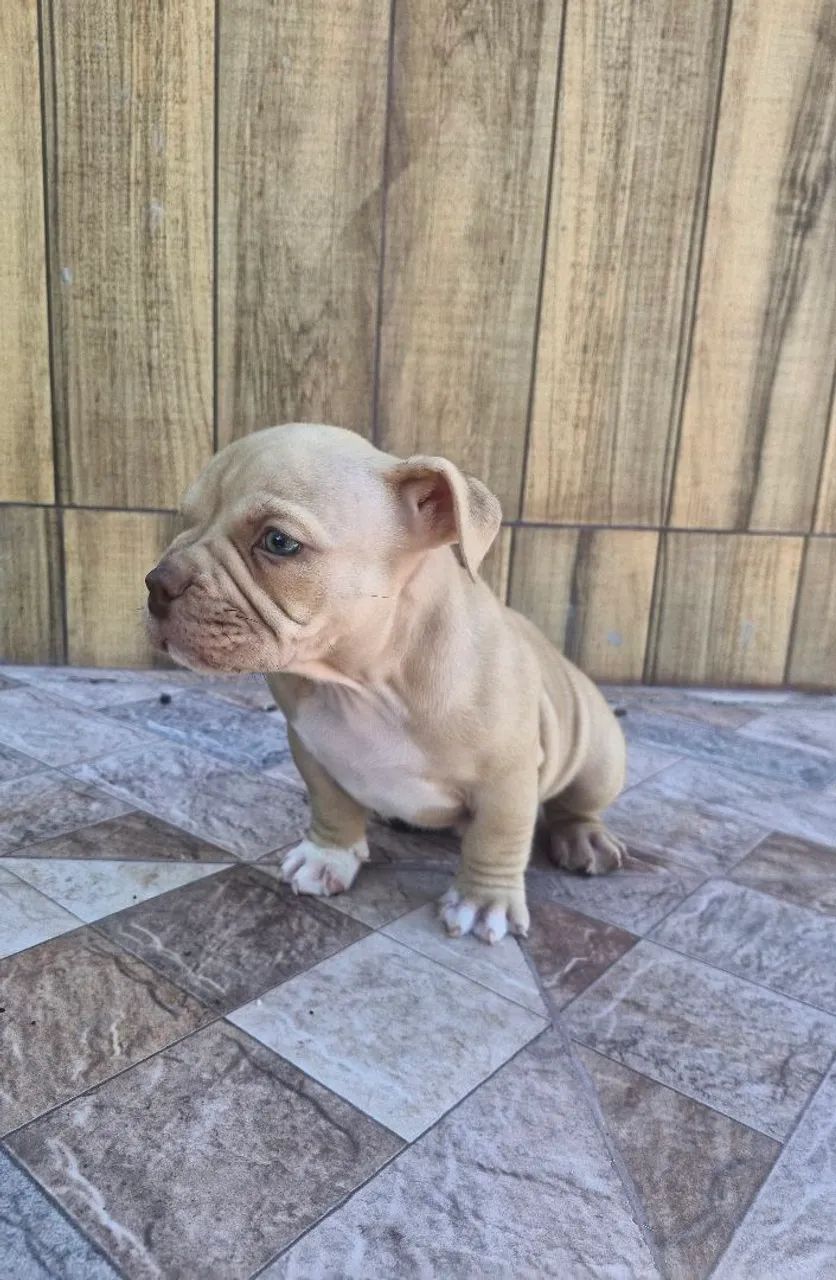 Bully - Foto 3