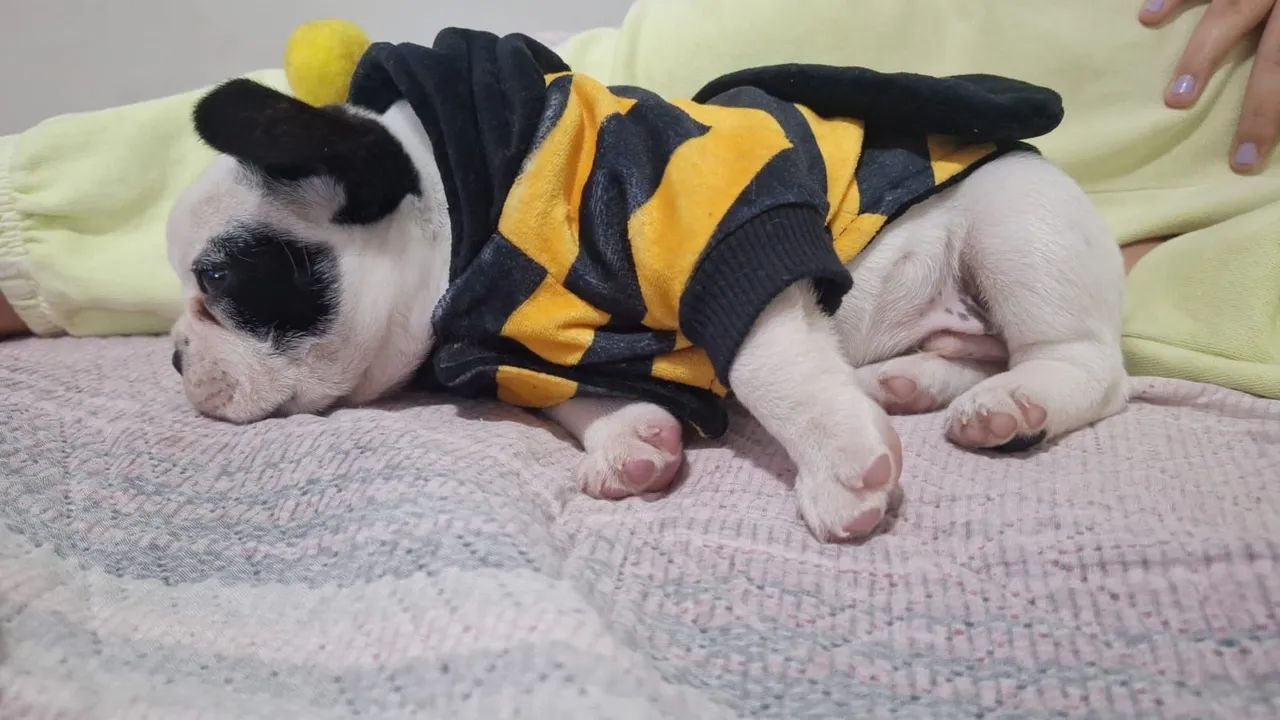 Buldogue francês  - Foto 5