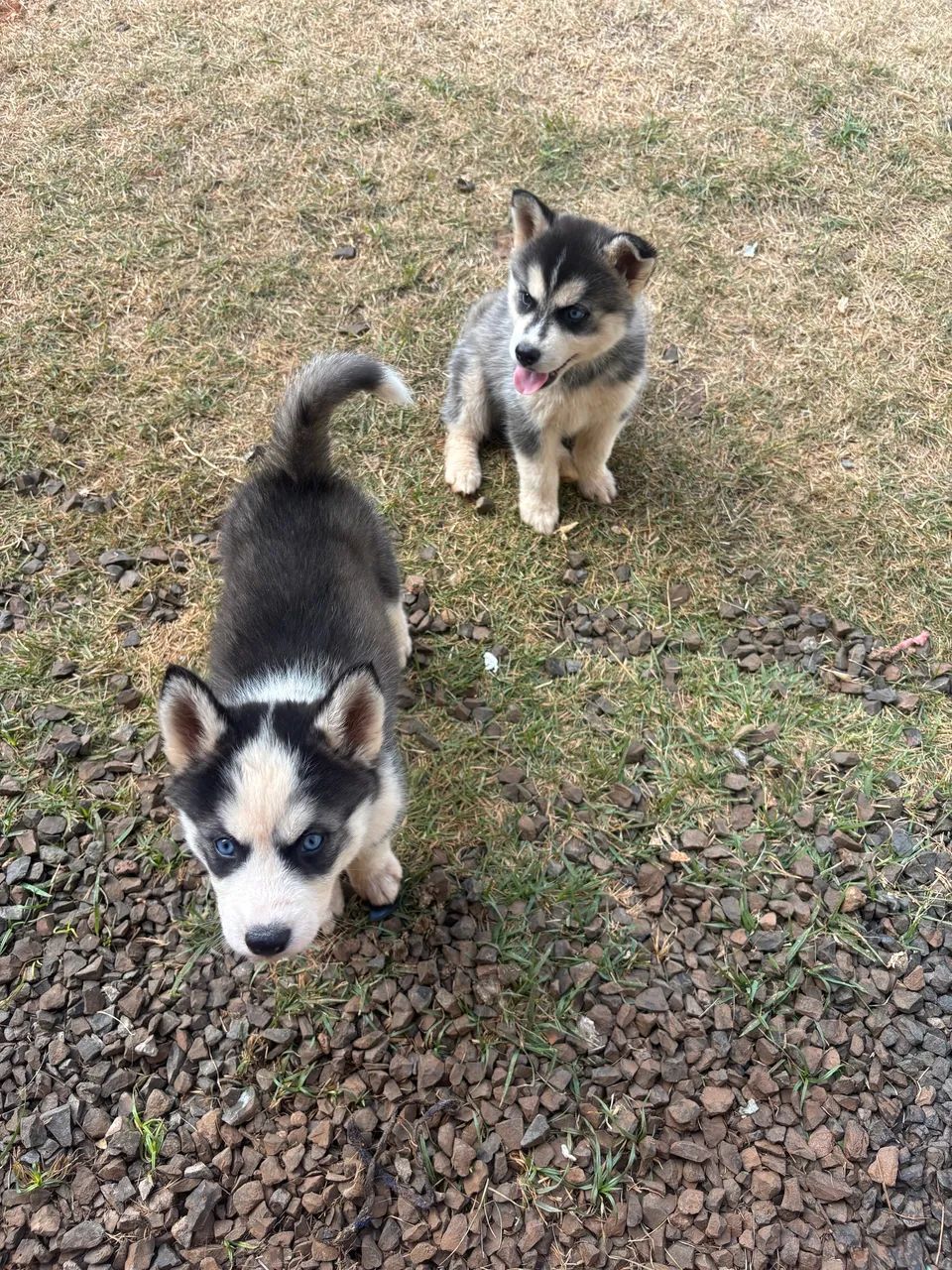 Lindos filhotes de Husky Siberiano  - Foto 2