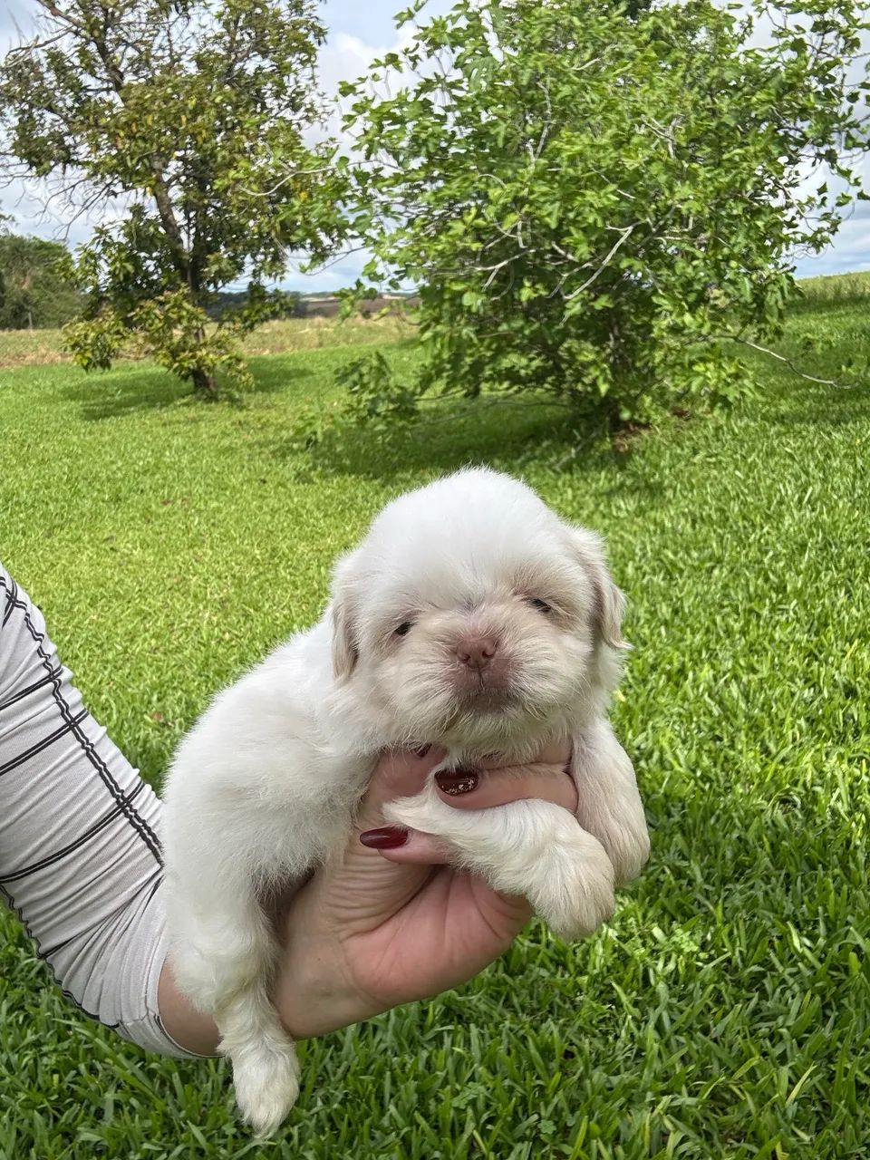 Shih tzu  - Foto 4